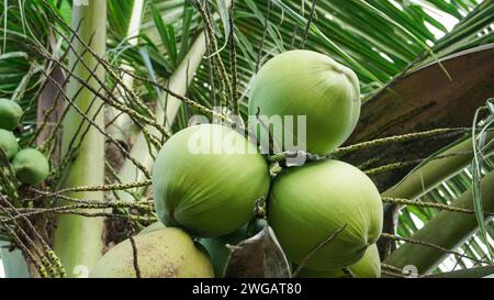 Fresh and young green coconuts are still on the tree Stock Photo