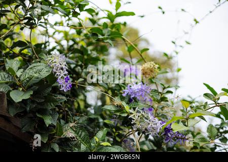 Bunch of Purple blossom flower of Sandpaper vine, Queens Wreath, Petrea volubilis L. on tree in garden. Stock Photo