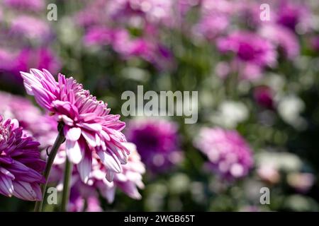 A close up photo of a bunch of dark pink chrysanthemum flowers in the garden. Blur Background. Stock Photo