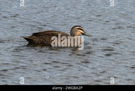 Pacific black duck, Anas superciliosa, on lake; Victoria, Australia. Stock Photo