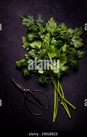 a bunch of fresh parsley and a scissor in the foreground, on a black textured background. View from above Stock Photo