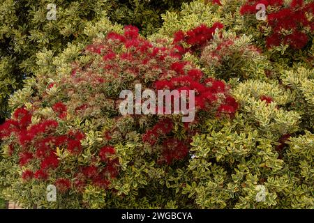 Variegated New Zealand Christmas Bush, Metrosideros excelsa 'Variegata', Pohutukawa, Stock Photo