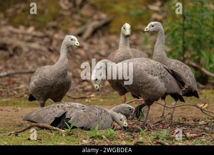 Group of Cape Barren geese, Cereopsis novaehollandiae, on woodland edge. Stock Photo