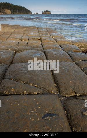 Tessellated pavement, at Pirates Bay, Tasmania. An eroded marine platform of Permian siltstone. Stock Photo