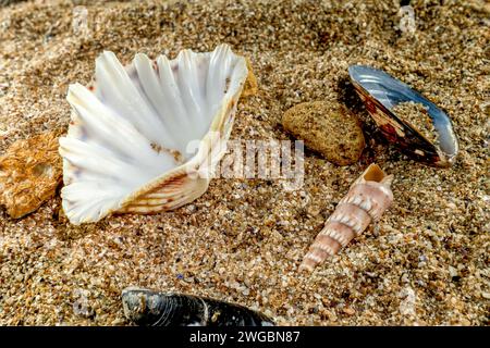 Hippopus hippopus sea shell on a yellow sand Stock Photo