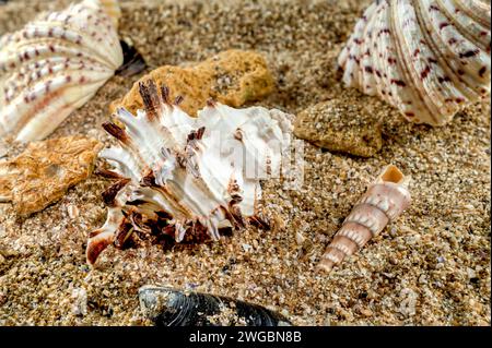 Murex Indivia Longspine sea shell on a yellow sand Stock Photo