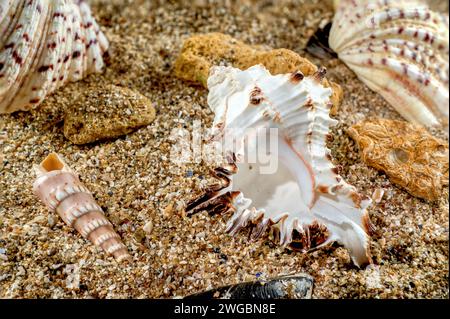 Murex Indivia Longspine sea shell on a yellow sand Stock Photo