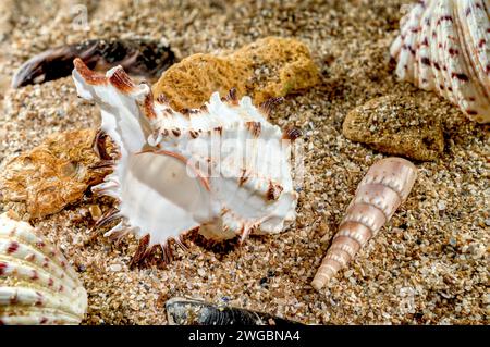 Murex Indivia Longspine sea shell on a yellow sand Stock Photo