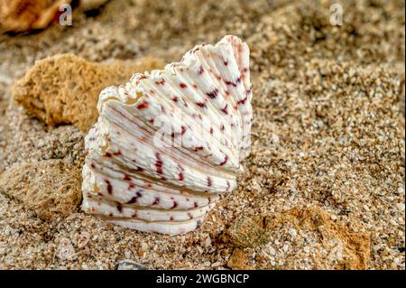 Hippopus hippopus sea shell on a yellow sand Stock Photo