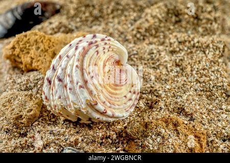 Hippopus hippopus sea shell on a yellow sand Stock Photo