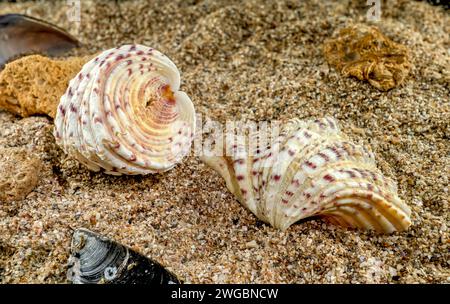 Hippopus hippopus sea shell on a yellow sand Stock Photo