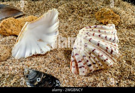 Hippopus hippopus sea shell on a yellow sand Stock Photo