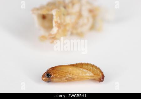 European grain worm or European grain moth (Nemapogon granella). Stock Photo