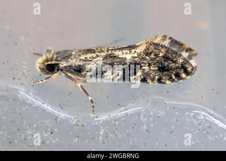 European grain worm or European grain moth (Nemapogon granella). Stock Photo