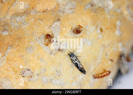 European grain worm or European grain moth (Nemapogon granella). Moth and pupal moults extending from the bread roll in which the caterpillars lived. Stock Photo