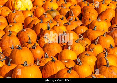 A pile of fresh pumpkins is placed on the ground. A festival concept Stock Photo