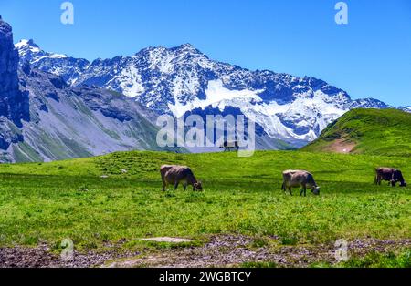 Four Cows grazing in an alpine meadow, Switzerland Stock Photo
