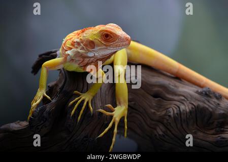 Close-up portrait of an albino iguana on a piece of wood, Indonesia Stock Photo