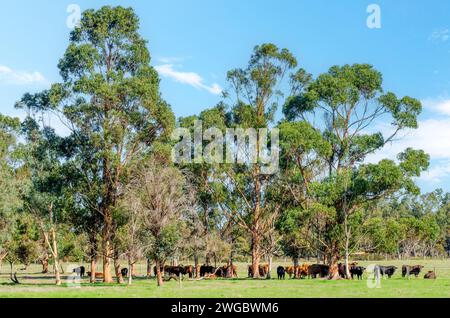 Herd of Cows grazing in a meadow amongst trees, Perth, Western Australia, Australia Stock Photo