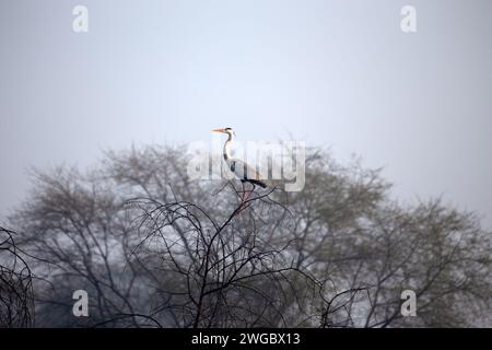 Grey Heron perched in a treetop, Bharatpur Bird Sanctuary, Rajasthan, India Stock Photo