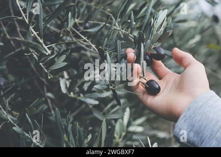 Hand standing in an olive grove by a an olive tree holding black olives, Spain Stock Photo