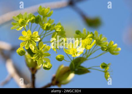Maple (Acer platanoides) blooms in spring in nature on a blue sky background Stock Photo