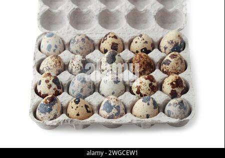 Cassette of quail eggs open isolated on white background Stock Photo