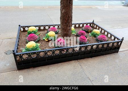 Ornamental cabbages (Brassica oleracea) decorative cabbage in a tree planter in new york city Stock Photo
