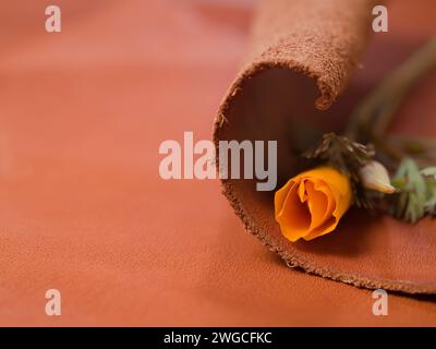 A closeup of a rolled brown leather is a Californian poppy (eschscholzia californica) with copyspace Stock Photo