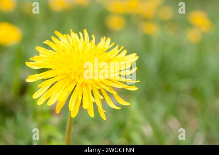 A closeup of a dandelion flower (Taraxacum) in a field Stock Photo