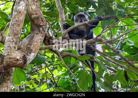 Sykes' monkey in Zanzibar Stock Photo
