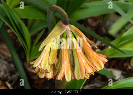 Cyrtanthus falcatus a South Africa burgundy red perennial bulbous flower plant commonly known as falcate fire lily, stock photo image Stock Photo