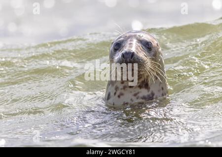 Harbor Seal (Phoca vitulina), also known as the common seal, is a true seal found along temperate and Arctic marine coastlines of the Northern Hemisph Stock Photo