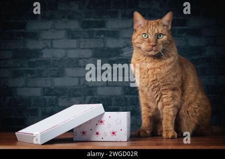 Cute ginger cat sitting next to a gift box and looking at camera. Stock Photo