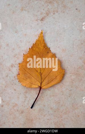 Autumn gold leaf of Silver birch tree lying on antique paper Stock Photo