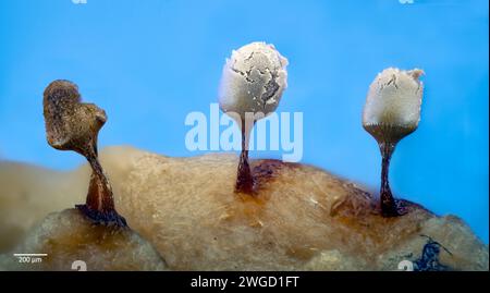Partly mature slime mould sporocarps (fruting bodies) from Arcyria sp. (possibly A, cinerea). From bark culture collected from south-western Norway. Stock Photo