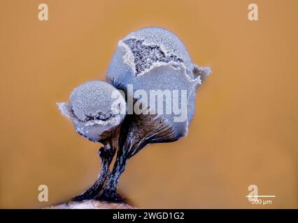 Partly mature slime mould sporocarps (fruting bodies) from Arcyria sp. (possibly A, cinerea). From bark culture collected from south-western Norway. Stock Photo