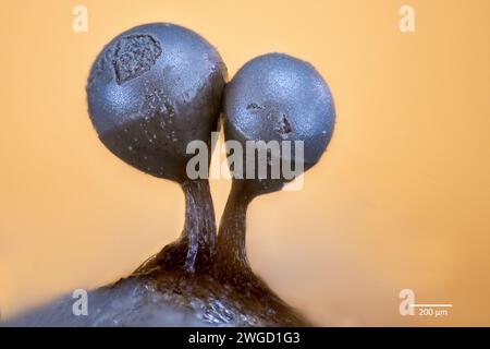 Partly mature slime mould sporocarps (fruting bodies) from Arcyria sp. (possibly A, cinerea). From bark culture collected from south-western Norway. Stock Photo