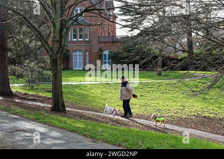 An elderly man exercising two dogs in a small green space in Walton on Thames Surrey England UK Stock Photo