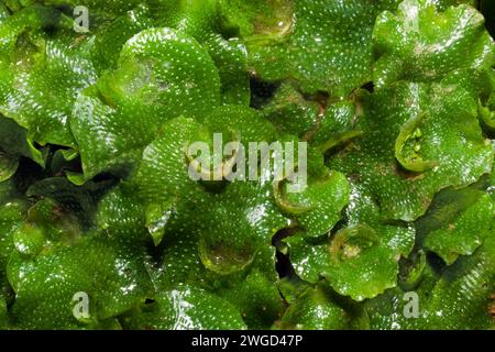 Lunularia cruciata (crescent-cup liverwort) grows in damp, shaded and disturbed habitats.  Native to the Mediterranean region but has spread widely. Stock Photo