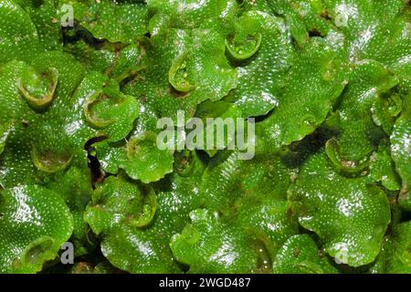 Lunularia cruciata (crescent-cup liverwort) grows in damp, shaded and disturbed habitats.  Native to the Mediterranean region but has spread widely. Stock Photo