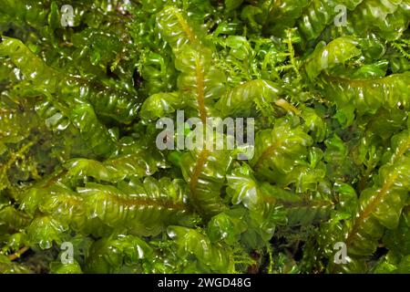 Plagiochila asplenioides (Greater Featherwort) is a liverwort found on damp turf in sheltered woodland. Mostly recorded in the Northern Hemisphere. Stock Photo