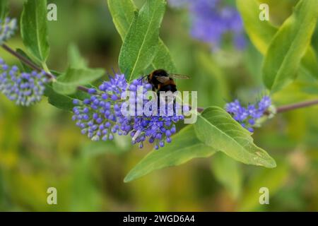 Eine Biene sitzt auf einer Blüte und sammelt Nektar für den Honig Stock Photo