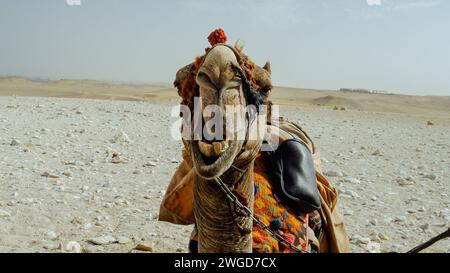 A camel showing its teeth in Giza, Egypt Stock Photo