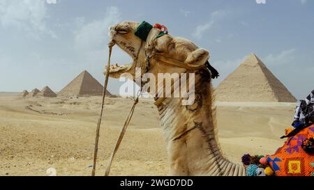 A camel yawning in front of Pyramids of Giza, Egypt Stock Photo