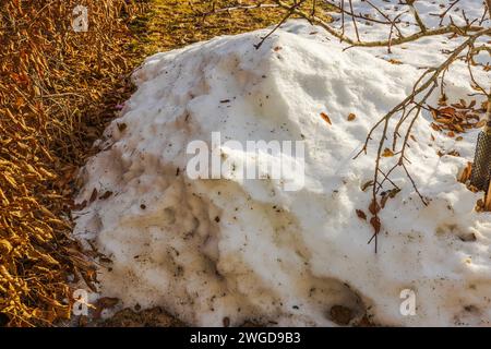 Close-up view of the remains of a melted snowdrift in a garden on a spring day. Sweden. Stock Photo