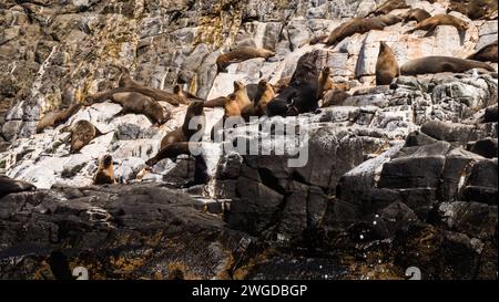 Fur seals on rocks in Southern Ocean, Bruny Island Stock Photo