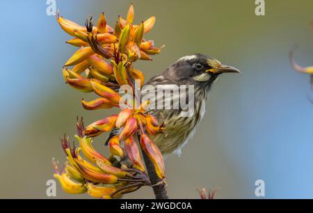 New Holland honeyeater, Phylidonyris novaehollandiae, feeding on New Zealand flax, Tasmania. Stock Photo