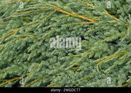 Juniperus squamata 'Blue Carpet', or Himalayan Juniper 'blue carpet', foliage. In garden. Stock Photo