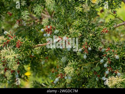 Prince Albert's yew, Saxegothaea conspicua - a member of the podocarp family, Podocarpaceae from Chile. Stock Photo